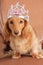 Dachshund princess