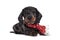 Dachshund pup on white background