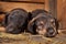 Dachshund puppies