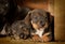 Dachshund puppies 3 weeks old