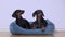 Dachshund puppies rest lying on comfortable pet pillow