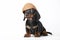 Dachshund puppy baby dog in studio quality coconut