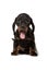 The Dachshund puppy is black and brown color sitting and looking into the camera, isolated on white background