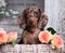 Dachshund puppy brown tan merle color and roses flowers