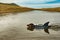 Dachshund Puppy on Cape Cod Beach