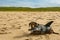 Dachshund Puppy on Cape Cod Beach