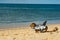 Dachshund Puppy on Cape Cod Beach