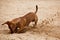 Dachshund puppy is digging hole on beach sand