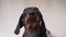 Dachshund puppy dog pitiful look of beggar Children psychological manipulation