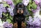 Dachshund puppy and flowers