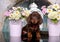 Dachshund puppy and flowers chamomile