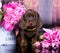Dachshund puppy and flowers peony
