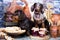 Dachshund puppy and food