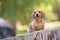 Dachshund puppy in the forest. Lots of green. Very cute