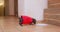 Dachshund puppy in funny red t-shirt runs up to piece of paper lying on floor and starts sniffing it. Hungry mischievous