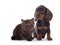 Dachshund puppy and kitten chocolate color