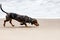 Dachshund puppy knowns as badger dog walking by sand beach