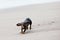 Dachshund puppy knowns as badger dog walking by sand beach