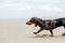 Dachshund puppy knowns as badger dog walking by sand beach