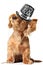 Dachshund puppy listening to music on earbuds and wearing a 2019 Happy New Year top hat