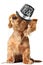 Dachshund puppy listening to music on earbuds and wearing a Happy New Year top hat