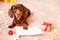 A dachshund puppy lying on the couch with a christmas wish list. Christmas greeting card winter concept. Canine background
