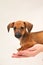 Dachshund puppy on palm on white background
