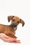 Dachshund puppy on palm on white background