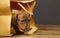 Dachshund puppy paper bag