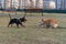 A Dachshund puppy plays a Corgi fight on the street