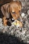 Dachshund puppy portrait shoe stone background