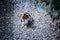 Dachshund puppy portrait stone background