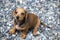 Dachshund puppy portrait stone background