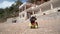 Dachshund puppy runs along ocean beach near hotel building