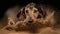 Dachshund Puppy\\\'s First Dig in the Sand