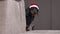 Dachshund puppy in Santa hat looks out from behind sofa