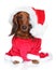 Dachshund puppy in santa hat on a white background