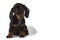 Dachshund puppy sits and stares at the camera on a white background. A place for a label