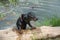 Dachshund puppy after swimming crawl out of the lake on log