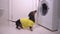 Dachshund puppy in t-shirt jumps to close washing machine