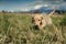 Dachshund puppy walks in the long grass