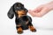 Dachshund puppy warily sniffs hand of human, white background, copy space. Baby dog trains not to take food from hands