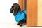 Dachshund puppy in waterproof jumpsuit is standing in doorway, looking out from behind the slightly open door. Dog looks