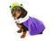 Dachshund Puppy Wearing a Frog Prince Costume