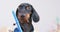 Dachshund puppy writes something with blue felt-tip pen, front view.