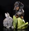 Dachshund and rabbit