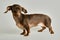 Dachshund with raised ears on white background