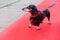 Dachshund at red carpet