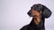 Dachshund rotates his head in front of the camera left and right