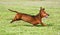Dachshund running on green grass